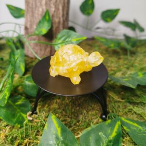 Tortue Citrine