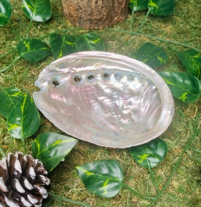 Coquille d'ormeau naturelle pour fumigation et purification