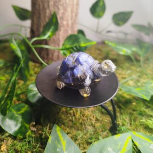 Tortue Lapis Lazuli