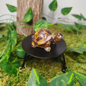 Tortue Œil de Tigre